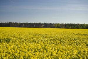 våldta vår landskap foto