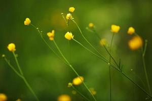 små gula vilda blommor foto