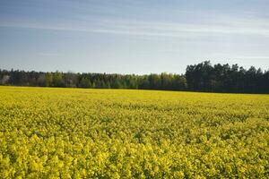 våldta vår landskap foto