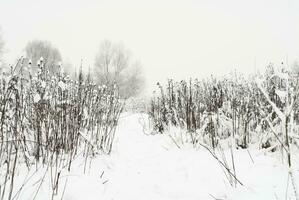 vinter- landskap snö foto