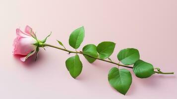 rosa reste sig med grön löv på en rosa bakgrund. platt lägga. generativ ai foto