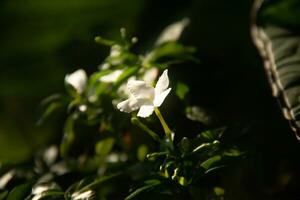 stänga upp av vit blommor skön, bakgrund. foto