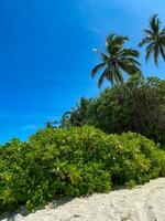 grön buskar, palmer och blå himmel på gabi strand, Zanzibar. kopia Plats foto