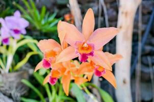 orange orkide blommor i en trädgård foto