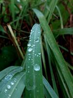 regndroppar på de grön gräs efter de regn i de tidigt morgon. naturlig bakgrund. foto