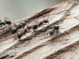 myror på de trä i de skog. stänga upp. foto