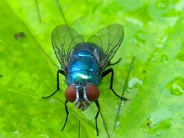 makro Foto av en flyga på en grön blad i de trädgård