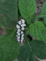 delikat blomstrande blomma i grön lövverk. foto