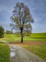 promenad genom de fohramoos europeisk skydd område i vorarlberg, österrike foto