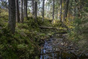 promenad genom de trä på de fohramoos europeisk skydd område i österrike foto