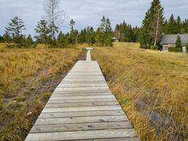 promenad på promenaden genom de fohramoos europeisk skydd område i österrike foto