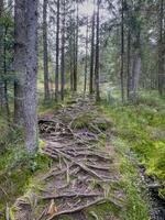 promenad genom de trä på de fohramoos europeisk skydd område i österrike foto