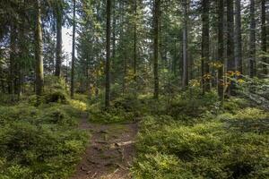 promenad genom de trä på de fohramoos europeisk skydd område i österrike foto