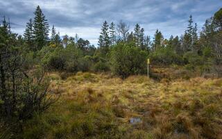 promenad genom de mosse i de fohramoos europeisk skydd område foto