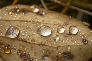 blad med regndroppe i höst foto