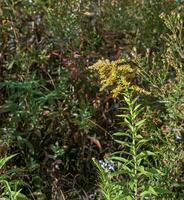 kanadensisk gullris eller solidago canadensis. den har kramplösande, vätskedrivande och antiinflammatorisk effekter. foto