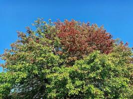 början höstlig färger quercus coccinea scharlakansrött ek foto