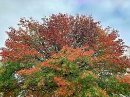 höst färger quercus coccinea scharlakansrött ek foto