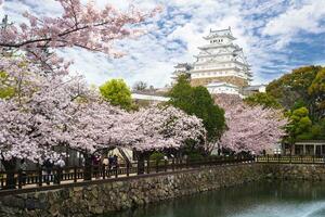 himeji slott med skön körsbär blomma i himeji, hyogo, japan foto