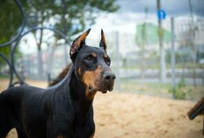 porträtt av en doberman. foto