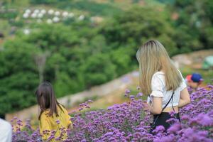 en skön kvinna turist är har roligt i en blomma trädgård den där är blomning i de vinter- av chiang mai provins och kvinna turister också tycka om till ta foton inuti de skön blomma trädgård.