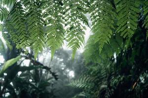 mörk skog under en dimmig skogs tall i asien foto