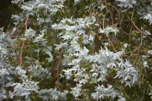 blommig bakgrund. eukalyptus buske med löv. foto