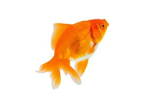 oranda guldfisk isolerat på vit bakgrund stänga upp foto