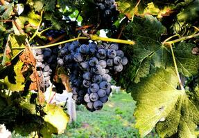 en knippa av vindruvor hängande på en vin foto