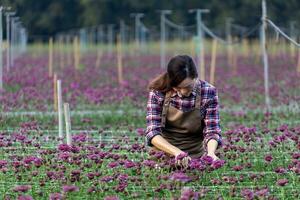 asiatisk kvinna trädgårdsmästare är skärande lila krysantemum blommor använder sig av sekatör för skära blomma företag för död- rubrik, odling och skörda säsong foto