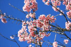 vild himalayan körsbär blomma eller sakura blomma blomning under vår säsong foto