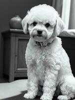 Lycklig hund bichon frysa svart och vit svartvit Foto i studio belysning