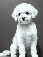 Lycklig hund bichon frysa svart och vit svartvit Foto i studio belysning