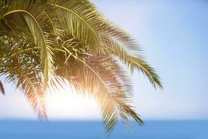 handflatan grenar mot de blå himmel och de solnedgång sea.tropical landskap för avslappning. foto