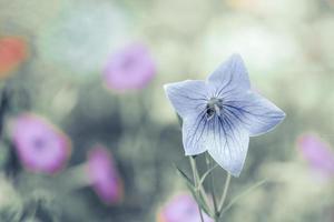 stor lila blåklocka blomma på suddig grön bakgrund med br foto