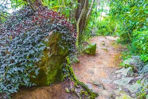 vandringsled i den naturliga tropiska djungelskogen ilha grande brasilien. foto