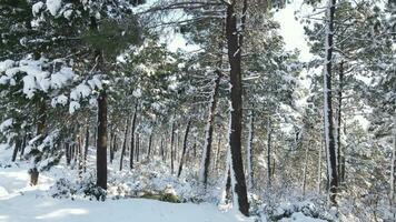 tall skog vinter- snö antenn Drönare foto