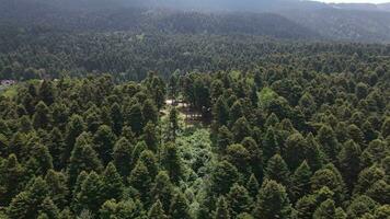 tall naturlig skog kulle antenn foto