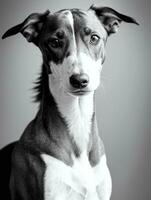 Lycklig vinthund hund svart och vit svartvit Foto i studio belysning