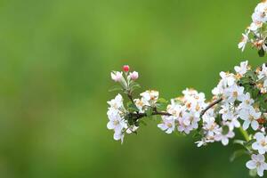 äpple träd blommor tapet foto