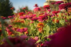 skön röd och rosa ljus blommor större foto