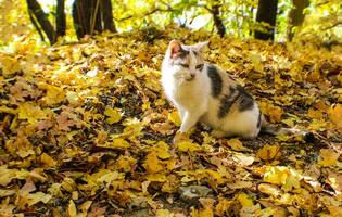 de katt sitter utanför bland de gulnat fallen löv foto