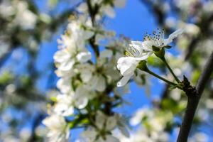 vit körsbärsblomning mot en blå himmel foto