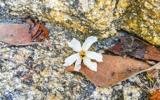 vit blomma och lövverk på en sten puerto escondido Mexiko. foto