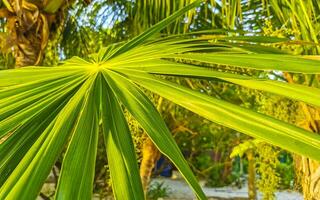 tropisk grön exotisk karibiska maya chit handflatan palmer regnskog Mexiko. foto