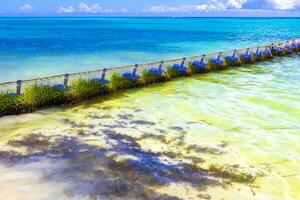 tång sargazo netto karibiska strand vatten playa del carmen Mexiko. foto