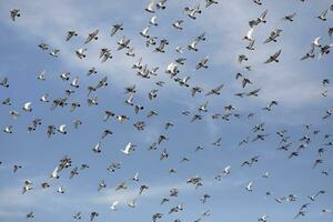 flock målduva flyger mot klarblå himmel foto