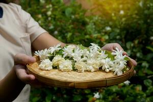 arab jasmin blomma i bambu korg. den är en blomma den där liv med thai människor. doftande blommor ren vit är Begagnade som en mors dag symbol, krans, aromaterapi industri och te smaksättning. foto