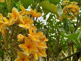 balinesisk frangipani blommor ha en mycket djup gul Färg. foto