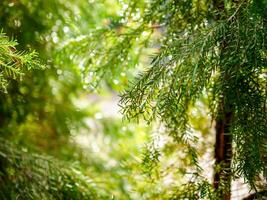 abstrakt bakgrund av en grön tall träd jul naturlig bokeh, skön abstrakt naturlig bakgrund. defocused suddigt solig lövverk av grön tall träd jul bakgrund. foto